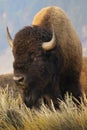 A closeup of a single bison standing on a hill on Mormon Row in Grand Teton National Park in Wyoming. Royalty Free Stock Photo