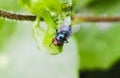 Closeup Single Black Housefly on reen leaf Royalty Free Stock Photo