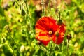 Red poppy flower and poppy seed heads against green blurry background Royalty Free Stock Photo