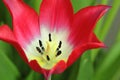 Closeup of single blooming Botanic Tulip red flower Royalty Free Stock Photo