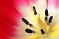 Closeup of single blooming Botanic Tulip red flower Royalty Free Stock Photo