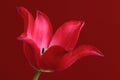 Closeup of single blooming botanic tulip red flower Royalty Free Stock Photo