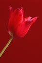 Closeup of single blooming Botanic Tulip red flower Royalty Free Stock Photo