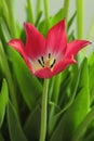 Closeup of single blooming Botanic Tulip red flower Royalty Free Stock Photo