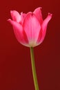 Closeup of single blooming Botanic Tulip red flower Royalty Free Stock Photo