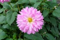Closeup of a single blooming dahlia dalia flower with petals in color gradients from white to pink Royalty Free Stock Photo