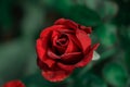 Closeup of single blooming red rose with selective focus blooming in a garden. rose for valentines day Royalty Free Stock Photo