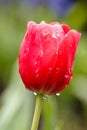 Closeup of single blooming red tulip Royalty Free Stock Photo