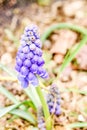 Closeup of single blue muscaries flowers in the garden,Japan