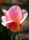 Closeup of single bright pink and yellow  Tulipa Tom Pouce triumph tulip in sunlight Royalty Free Stock Photo