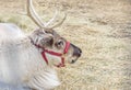 Closeup of a caribou reindeer laying down