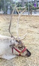 Closeup of a caribou reindeer laying down