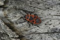 Closeup on single colorful red fire bug, Pyrrhocoris apterus, sitting on wood Royalty Free Stock Photo