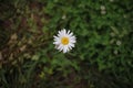 Closeup of a single daisy flower, featuring the bright yellow center and white petals in detail Royalty Free Stock Photo