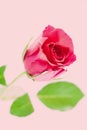 A closeup of a single dark pink rose on a pale pink background. Royalty Free Stock Photo