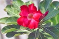 Closeup of a single Desert Rose flower Adenium obesum surrounded by leaves