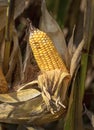 Closeup single ear of corn on the cob in husks on stalks in farm field Royalty Free Stock Photo