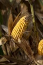 Closeup single ear of corn on the cob in husks on stalks in farm field Royalty Free Stock Photo