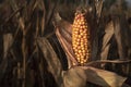 Closeup single ear of fresh natural yellow corn on the cob on stalk in corn field Royalty Free Stock Photo