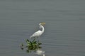 A closeup of a single eastern great egret eating hunted fish in a river