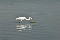 A closeup of a single eastern great egret hunting fish in lake water