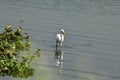 A closeup of a single eastern great egret standing in a river for hunting
