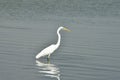 A closeup of a single eastern great egret standing in a river for hunting