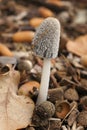 Closeup on a single emerging Saprobic mushroom, Coprinus lagopus Royalty Free Stock Photo