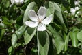 Closeup single flower of Cydonia oblonga Royalty Free Stock Photo