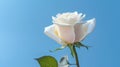 Closeup of single flower of white rose against a blue sky background. Generative AI Royalty Free Stock Photo