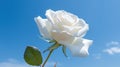 Closeup of single flower of white rose against a blue sky background. Generative AI Royalty Free Stock Photo