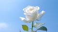 Closeup of single flower of white rose against a blue sky background. Generative AI Royalty Free Stock Photo