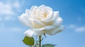 Closeup of single flower of white rose against a blue sky background. Generative AI Royalty Free Stock Photo