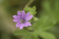 Closeup on a single fragile pink hedgerow or mountain cranesbill flower, Geranium pyrenaicum