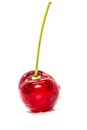 Closeup of Single Fresh cherry on white background Royalty Free Stock Photo