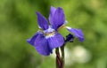 Portrait of Purple Siberian Iris flower Royalty Free Stock Photo