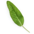 Closeup of single fresh sage leaves isolated on white background