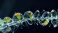 Closeup of a single fungal hypha its translucent body appearing almost ethereal against a black background. Bright