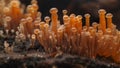 A closeup of a single fungal hypha revealing its intricate network of tiny pores and tubes responsible for the