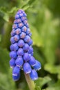 Closeup of a single grape hyacinth flower in spring Royalty Free Stock Photo