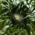 Closeup of a single green clove flower petals Royalty Free Stock Photo