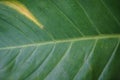 Closeup single green leaf detail showing natural lines, yellow m