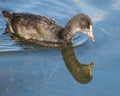 A closeup of a single juvenile Coot looking at a reflection Royalty Free Stock Photo