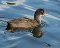 A closeup of a single juvenile Coot reflected in the lake.