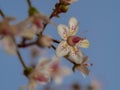 Closeup of a single London pride flower Royalty Free Stock Photo