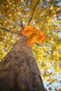 Closeup Single Maple Leaf Falling Down Royalty Free Stock Photo