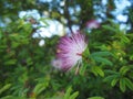 Single mimosa or silk tree flower