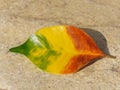 Closeup of a single multicolored leaf, fallen from a tree in autumn.