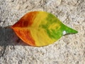 Closeup of a single multicolored leaf, fallen from a tree in autumn.