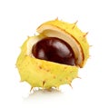 Closeup single open chestnut isolated on a white background